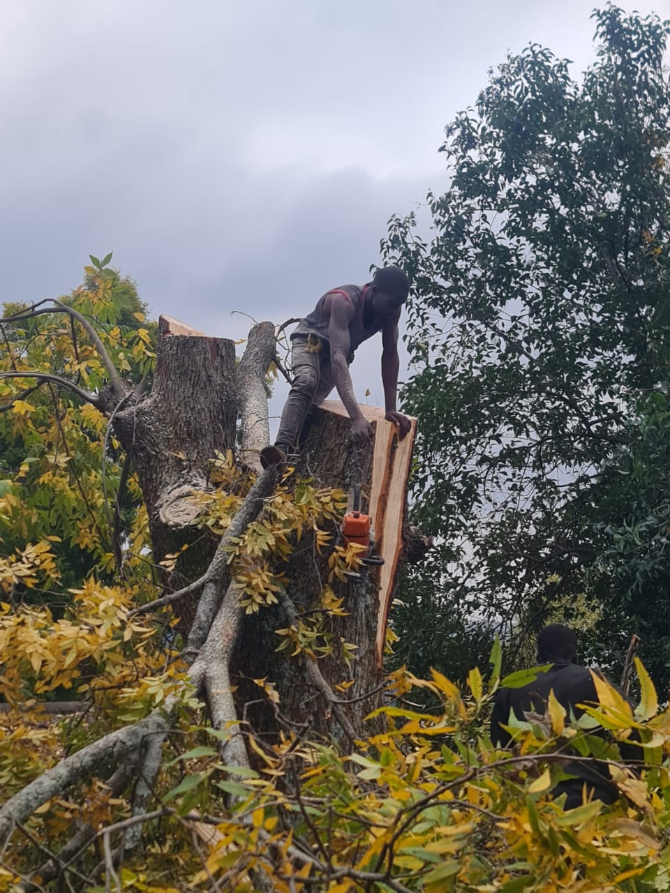 Large tree felling in progress - MMT Tree Felling Pietermaritzburg