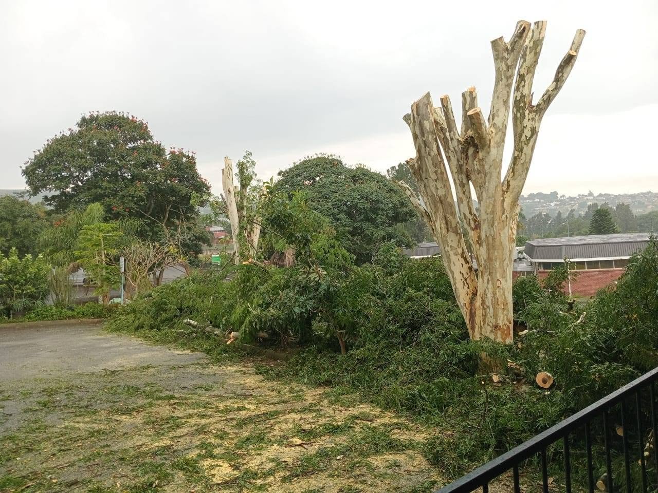 Commercial tree clearing showing stumps